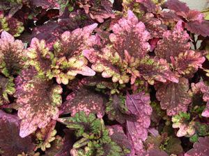 Coleus scutellarioides