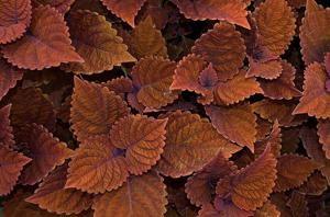 Coleus scutellarioides