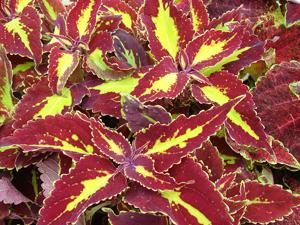 Coleus scutellarioides