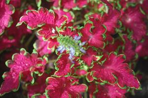 Coleus scutellarioides