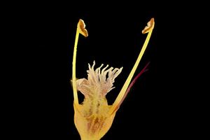 Collinsonia canadensis