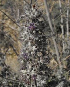 utils/thumbs/Lamiaceae/Condea_iCZJ3pmYXFvnUwpGmvQ3To.jpg