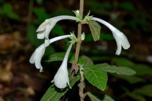 Gomphostemma javanicum