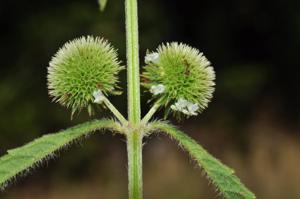 utils/thumbs/Lamiaceae/Hyptis_c8xJi9G8Y9uvSogADNt7YG.jpg