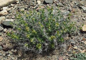 Lagochilus platyacanthus