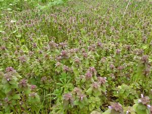 Lamium purpureum