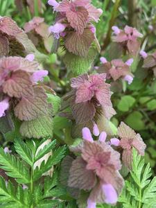 Lamium purpureum