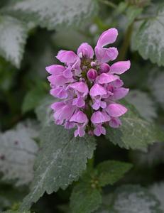 Lamium maculatum