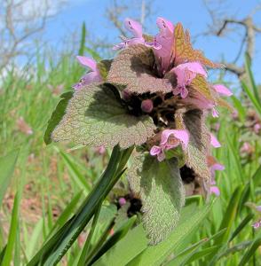 Lamium purpureum