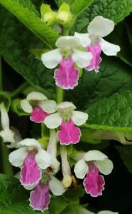 Melittis melissophyllum