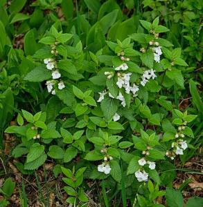Melittis melissophyllum