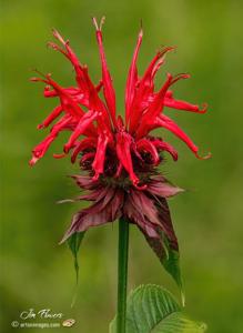 Monarda didyma