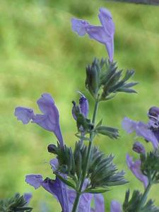 Nepeta sibirica