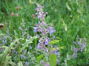 Nepeta grandiflora