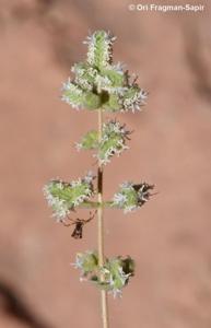 Origanum syriacum subsp. sinaicum