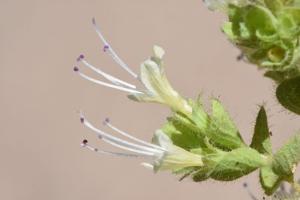 Origanum petraeum