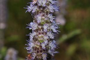 Platostoma cochinchinense