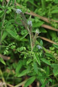 Pogostemon auricularius