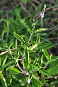 Pogostemon auricularius