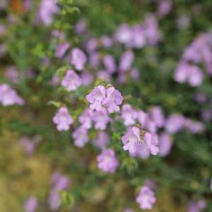 utils/thumbs/Lamiaceae/Prostanthera_hRUJzz3nEqywvwFjRELGam.jpg