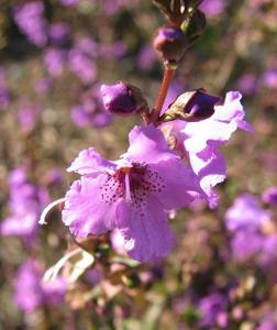 Prostanthera galbraithiae