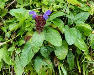 Prunella grandiflora