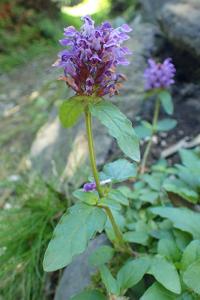 Prunella grandiflora