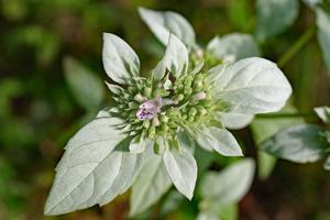 utils/thumbs/Lamiaceae/Pycnanthemum_2aajue7f7bR2omYtTEQeRU.jpg