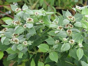 utils/thumbs/Lamiaceae/Pycnanthemum_HfNvGgniNbp2WzFcA4z7V8.jpg