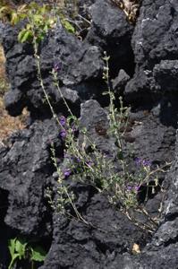 Scutellaria tenasserimensis