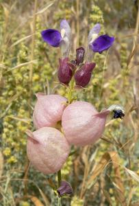 utils/thumbs/Lamiaceae/Scutellaria_jHGVAtzcRbKn2ysWG7Do5H.jpg