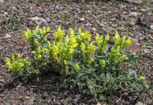 Scutellaria sieversii