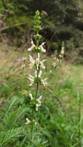 Stachys recta