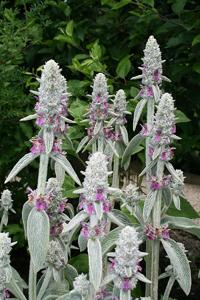 Stachys byzantina