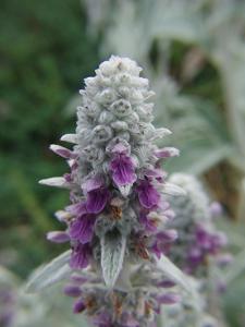 Stachys byzantina