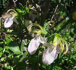 Teucrium bicolor