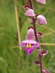 utils/thumbs/Lamiaceae/Tinnea_a48JyiEXXRzpMeCWvmDowN.jpg