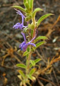 utils/thumbs/Lamiaceae/Trichostema_mcyiMemCpyAB72JSMaYbti.jpg