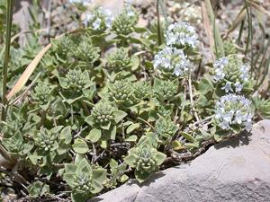 Ziziphora clinopodioides