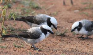 Eurocephalus anguitimens