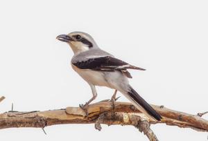 Lanius excubitor pallidirostris