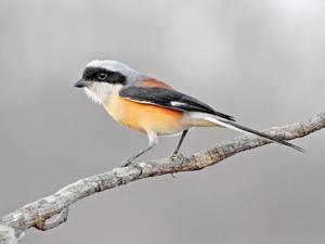 Lanius vittatus
