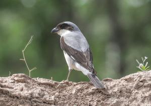 Lanius minor turanicus