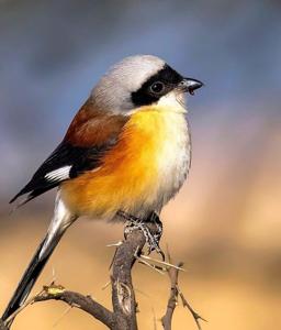 Lanius vittatus