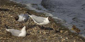 Chroicocephalus ridibundus