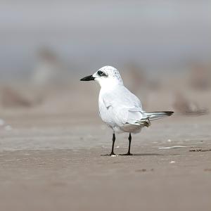 utils/thumbs/Laridae/Gelochelidon_5Co9gv9YsJreAN7tg4wDbm.jpg