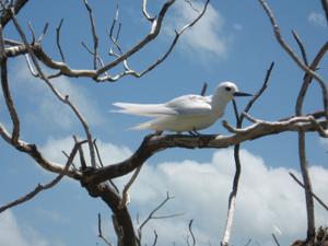 utils/thumbs/Laridae/Gygis_FSftpJn6tgRXgPMQMWJXRr.jpg
