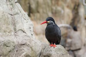 utils/thumbs/Laridae/Larosterna_Li9Pv5sSPUjAaWTiML33su.jpg