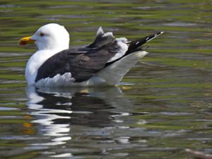 utils/thumbs/Laridae/Larus_E4MXTstZqYdiYtgXxpuECB.jpg