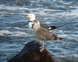 Larus fuscus graellsii